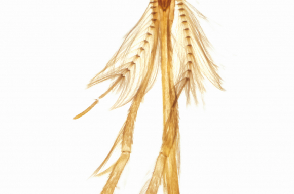 Tête d'insecte - type piqueur - Moustique mâle x 7